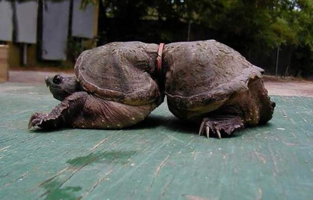 Эта черепаха запуталась в куске пластика. Вот что случилось с ней 19 лет спустя!
