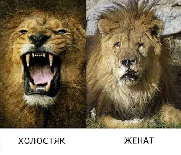 До после смешные картинки