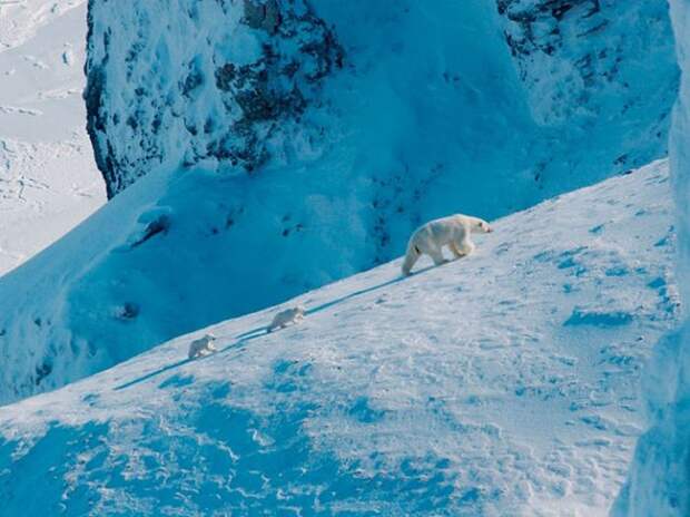 Коллекция удивительных снимков от National Geographic за 2012 год Коллекция удивительных снимков от National Geographic за 2012 год