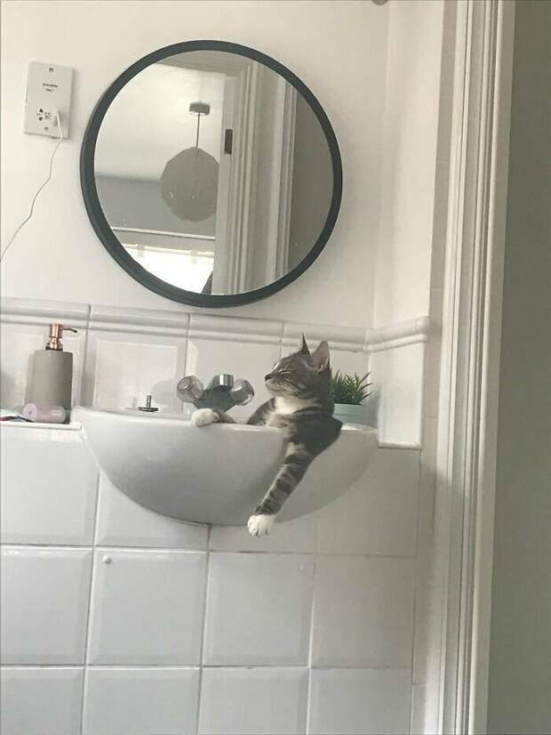 Котики, которые так и притягивают внимание к себе Котики, которые так и притягивают внимание к себе