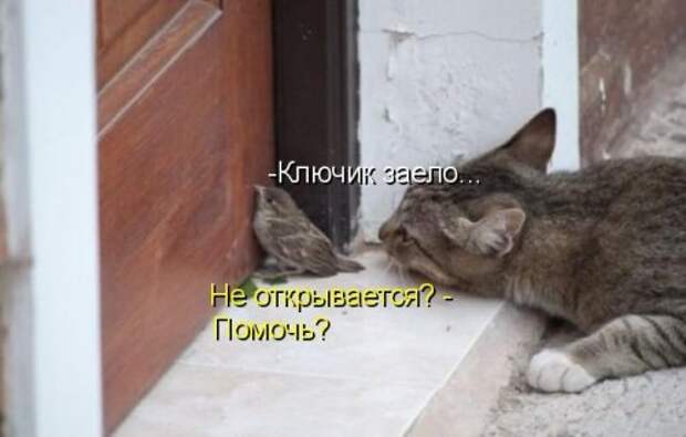 Котоматрица юморная (38 фото)