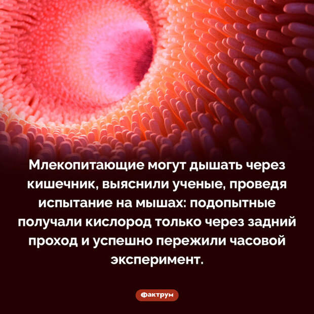 Подборка интересных фактов № 81 Познавательно, Факты, Подборка, Картинка с текстом, Фактрум, Длиннопост