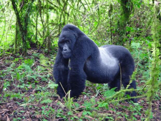 11. Горная горилла вымирание, животные, мир