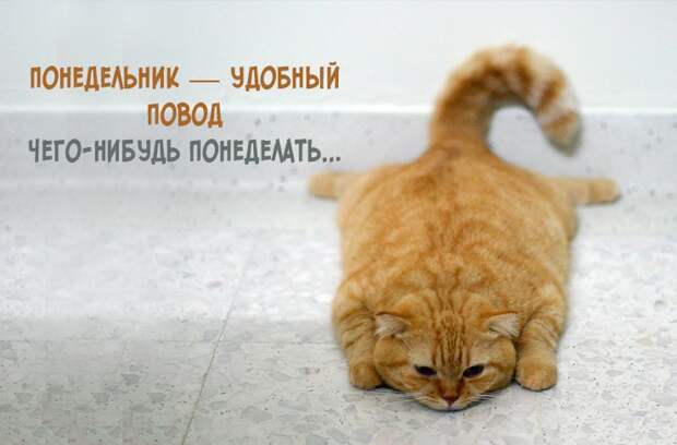 Понедельник: прикольные картинки Понедельник: прикольные картинки