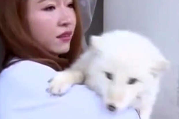 Mirror: в Китае женщине продали лису под видом японского шпица