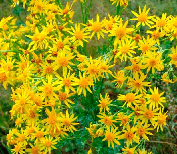 Лекарственное растение Крестовник Фукса (Senecio fuchsi)