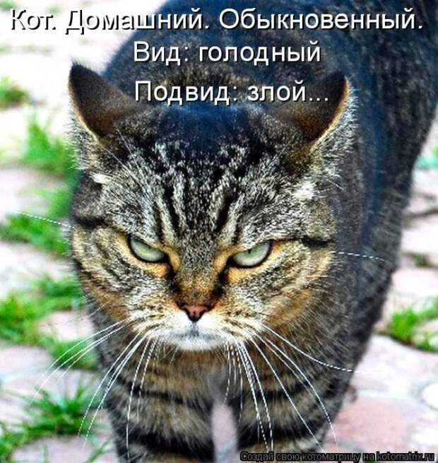 Котоматрицы :)