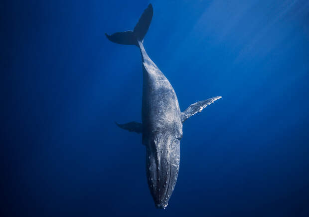 fotografii kitov 23