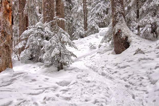Лыжная трасса. Фото: pixabay.com