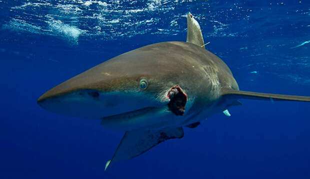 Этот морской гигант пострадал в стычке со своими акульими собратьями