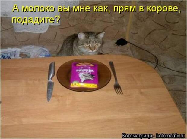 Свежая котоматрица на Бугаге (27 фото)