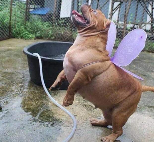 Моё тотемное животное... Моё тотемное животное...