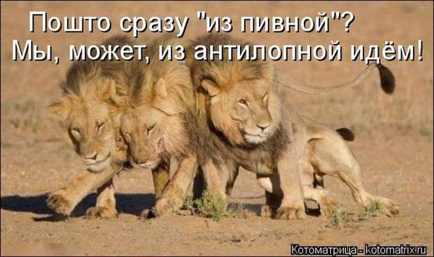 Лучшие котоматрицы недели (50 фото)