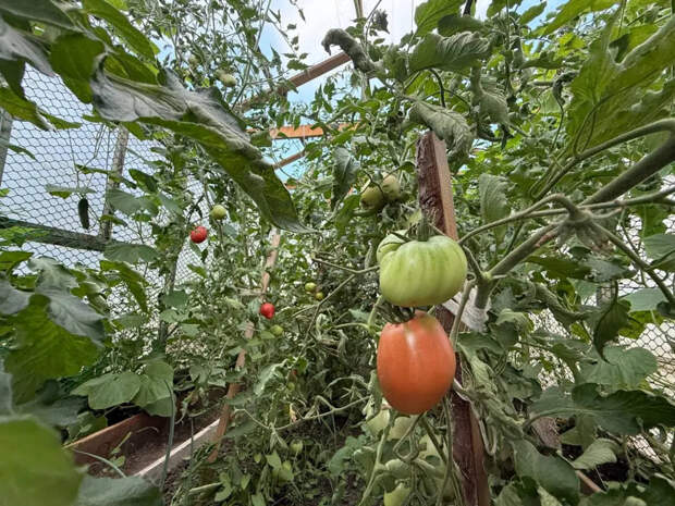 Копеечный пузырёк из аптеки спасает урожай томатов: фитофтора обходит теплицу стороной