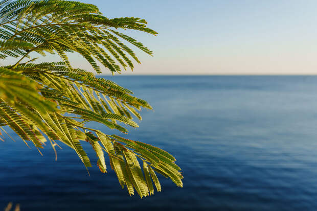 Эколог Пешков: выбросы пальмового масла указывают на нарушение экосистемы