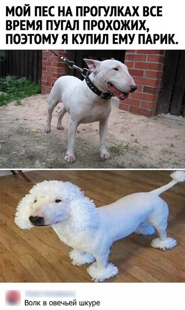 Парик Парик