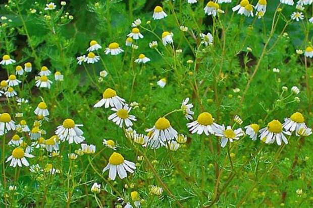 Как не перепутать аптечную ромашку с бесполезными двойниками