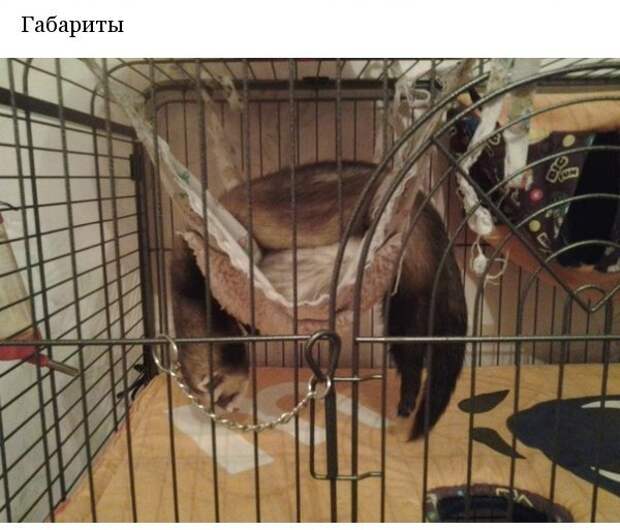Хорьки это...