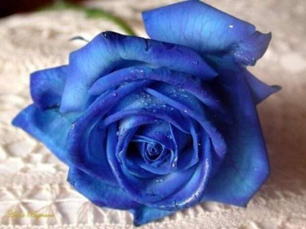 Синие розы?!