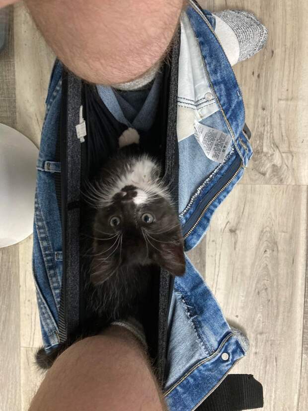 Фотография: 22 уморительных фото простых кошачьих будней №18 - BigPicture.ru