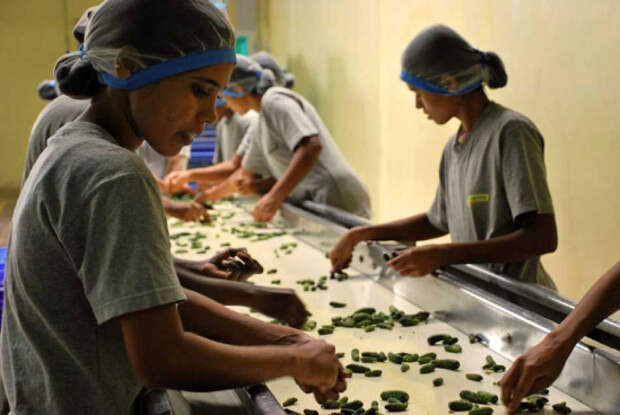 Как выращивают и солят огурцы в Индии