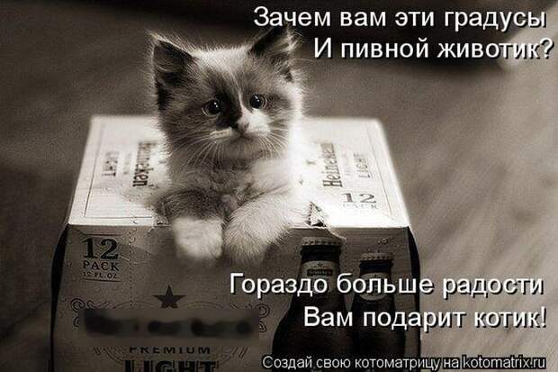 Лучшие котоматрицы недели (50 фото)
