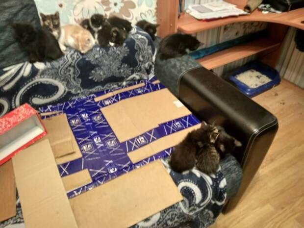 В Екатеринбурге парень нашел на улице коробку полную котят и взял их всех к себе