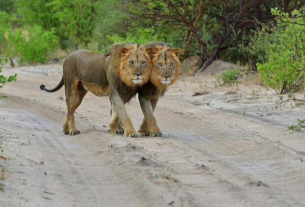 Фото: Deepak Narayanan Madangarli / flickr.com