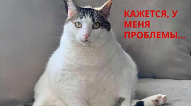 Из-за ожирения у кошки возникла “неприличная” проблема. Врач решил её, но никто не думал, что это будет так смешно