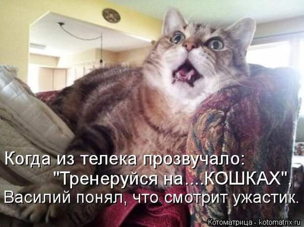 Лучшие котоматрицы недели (50 фото) Лучшие котоматрицы недели (50 фото)
