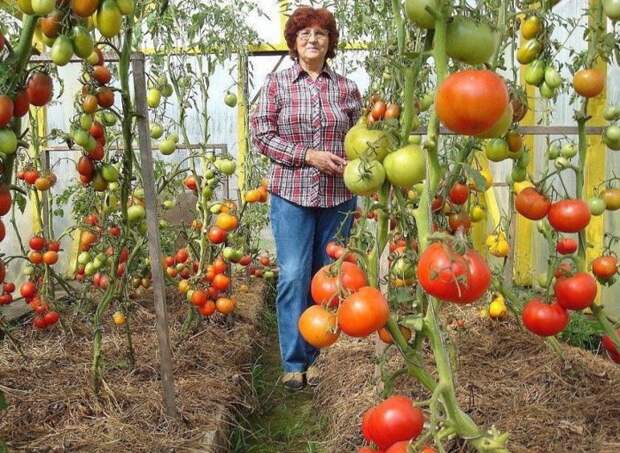 Если вы садите помидоры, то обязательно бросайте ЭТО в лунку...