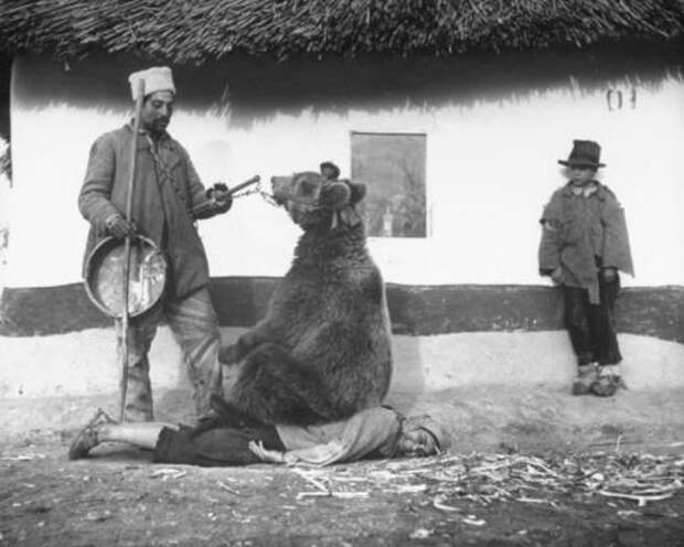Лечение спины медведем. Румыния, 1946 г.