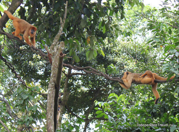 Семья обезьян. Зоопарк Сингапура