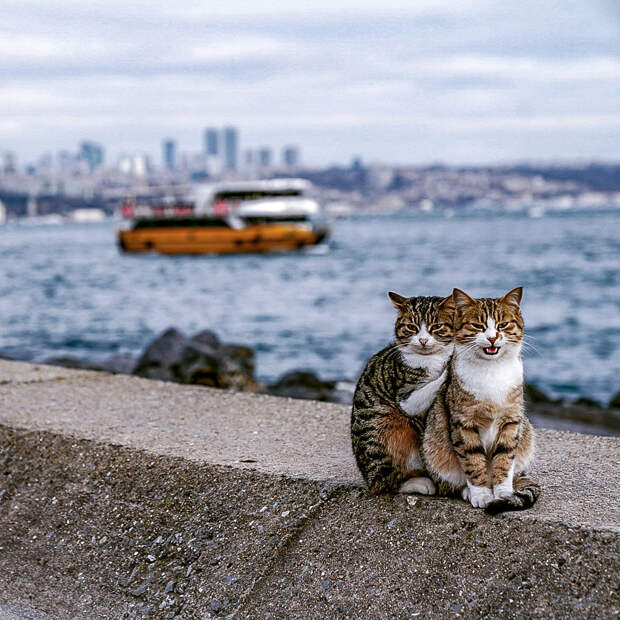 Я сфоткал двух обнимающихся бездомных кошек - клянусь, это не поставнока