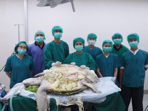 В Таиланде спасли черепаху, достав из ее желудка 915 монет таиланд, черепаха