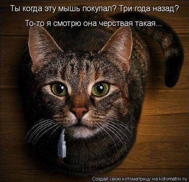 Лучшие котоматрицы недели (50 фото)