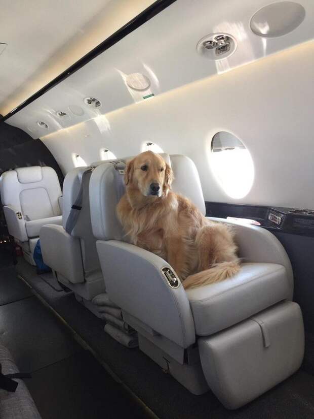 В частном самолете животные, жизнь, мир, роскошь, собака, удобство, фото