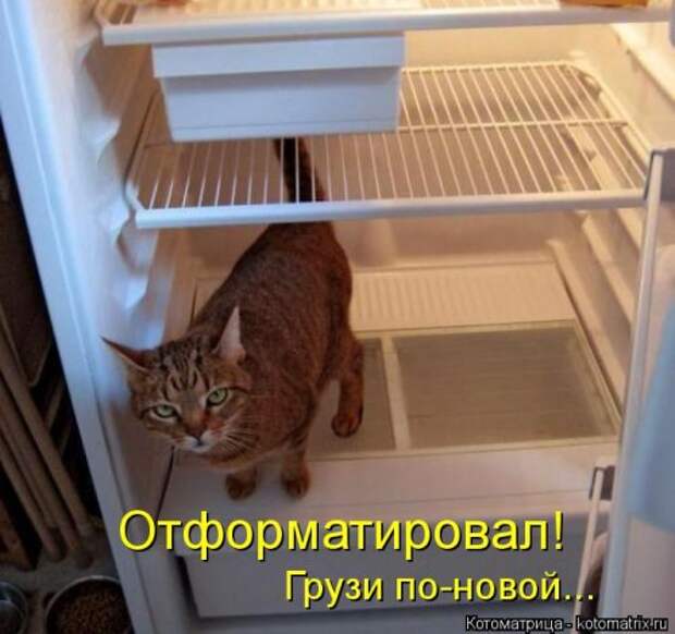 Свежая котоматрица на Бугаге (27 фото)