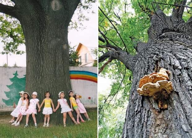 Интересные факты о деревьях-рекордсменах планеты