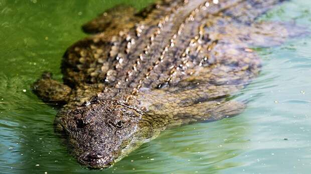 Зоолог объяснила способность крокодилов к размножению без партнера
