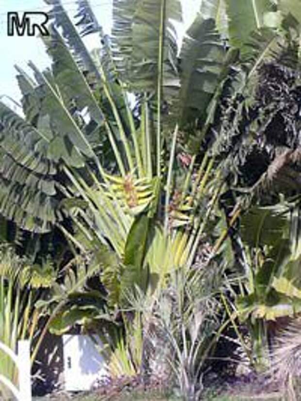 Ravenala madagascariensis, Travellers palm