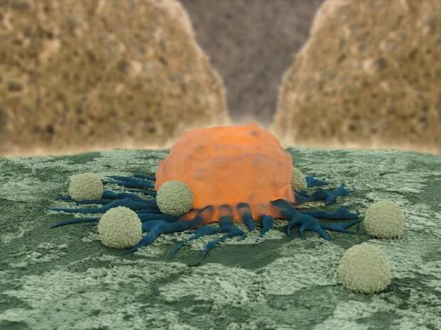 11 facts immune system