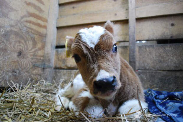 tiny-rescued-auction-calf-blitzen-14
