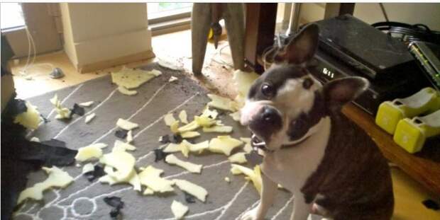 Когда им скучно Когда им скучно животные, факты, юмор