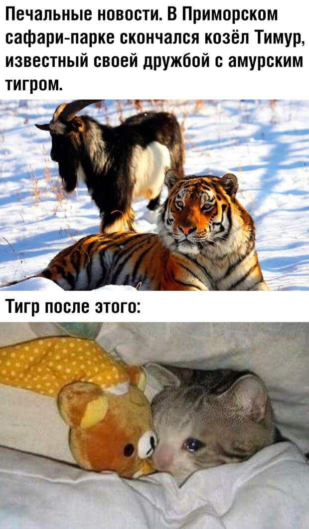 Подборка картинок. Вечерний выпуск (37 фото)