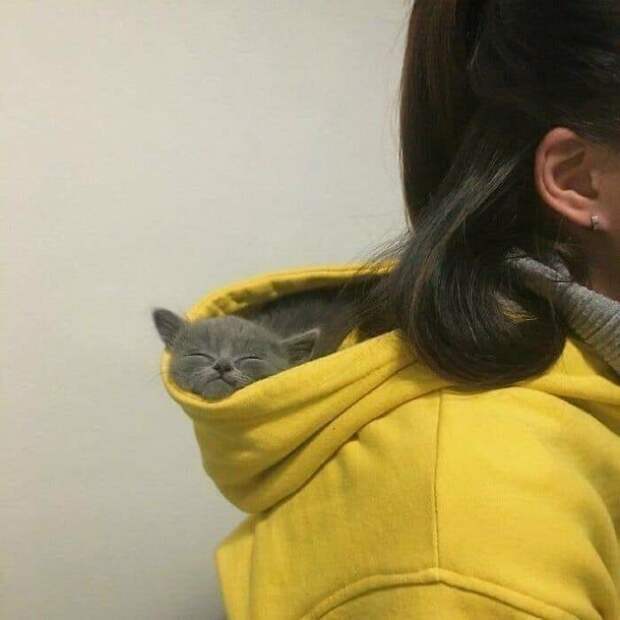 Котики, которые так и притягивают внимание к себе Котики, которые так и притягивают внимание к себе