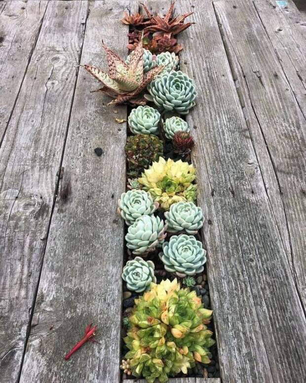 25 столов с «садами» из суккулентов от профессионалов Blooming Tables