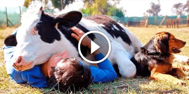 Этот парень спас корову с бойни. Благодарность буренки не знает границ!