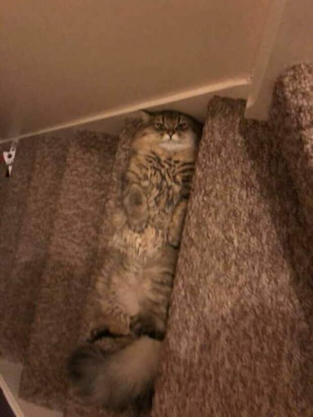 Котики, которые так и притягивают внимание к себе Котики, которые так и притягивают внимание к себе