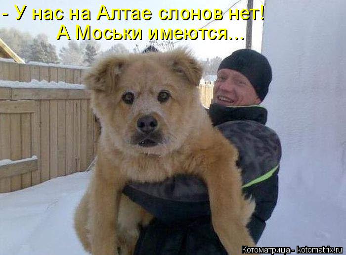 Котоматрица: - У нас на Алтае слонов нет! А Моськи имеются...